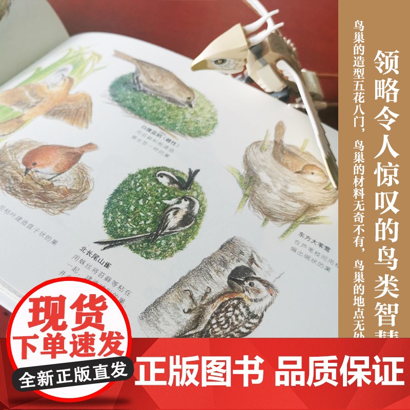 探秘鸟巢(儿童科普 探秘35种鸟类巢穴,开启自然科学启蒙之旅)天地社高清大图