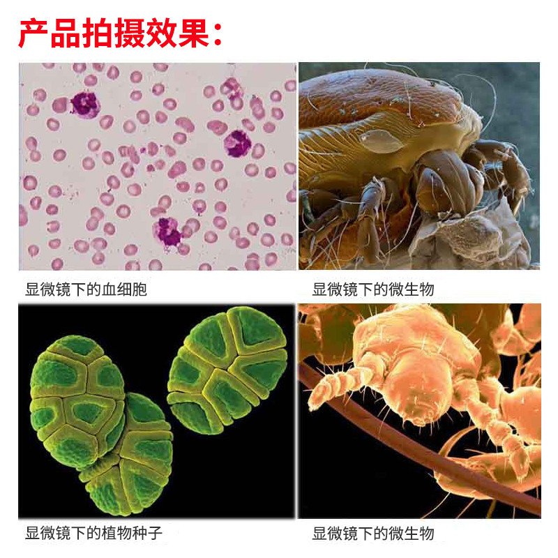 凤凰（Phenix） 生物显微镜专业 双目XSP-36 1600高倍 学生家用养殖