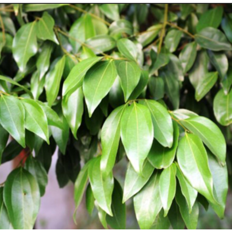 ccsm香叶1斤香叶月桂叶香料调料香叶500g单拍不发