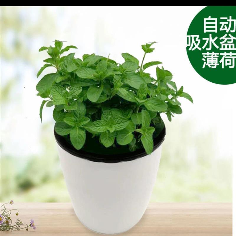 薄荷[懒人吸水盆] [2盆]送生根粉+肥料|薄荷盆栽可食用薄荷叶客厅阳台绿植室内花卉薄荷苗驱蚊草植物好养