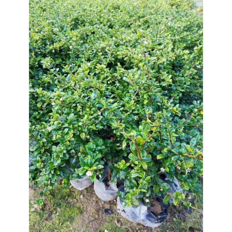 NNR 福建茶树苗 ZY-GF8723高清大图