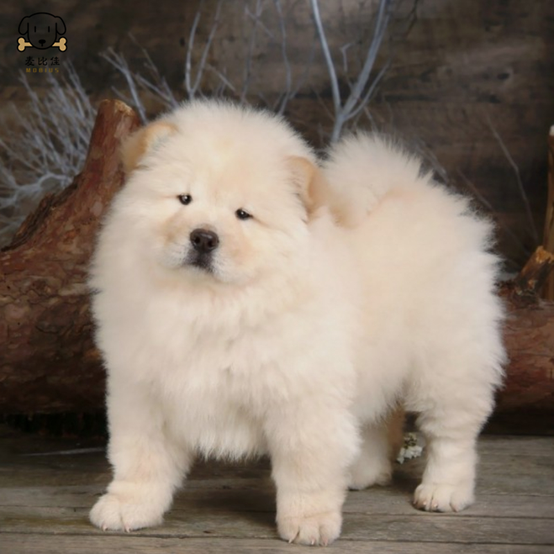 麦比佳宠物狗狗活体 松狮犬幼犬活体 纯种双血统肉嘴面包蓝舌头松狮狗 大骨架宠物狗长毛短毛狮子狗熊狮犬高清大图