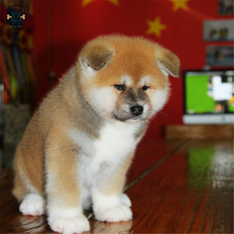 麦比佳 秋田犬纯种秋田犬幼犬中大型秋田犬狗狗活体血统级精品日系秋田日本赛级秋田家庭犬视频挑选包健康秋田柴犬高清大图