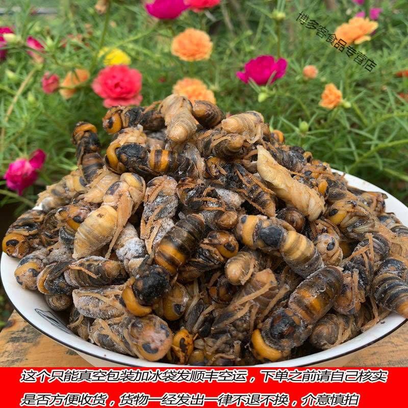 金环大虎头蜂胡蜂马蜂蛹筑巢地下的地洞蜂牛角蜂蛹黑可泡酒可油炸
