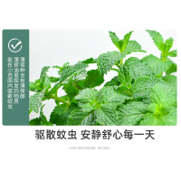 薄荷盆栽 室内可食用植物清新绿植 四季好养