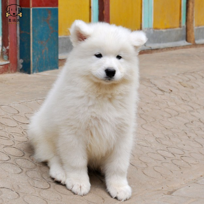 麦比佳 萨摩耶犬幼犬 萨摩耶犬狗狗活体 纯种血统中大型雪橇犬萨摩大骨架熊版澳版微笑天使纯白色萨摩耶宠物狗高清大图