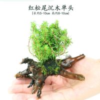 鱼缸造景沉木水草装饰懒人水草新手耐养植物水榕活体绿金钱多头草 红松草沉木单头