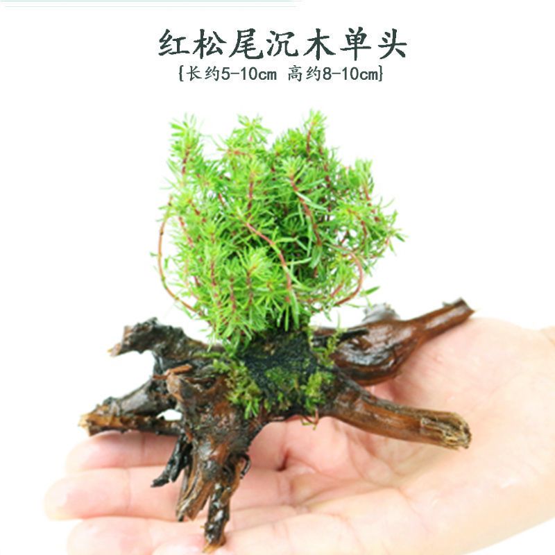 鱼缸造景沉木水草装饰懒人水草新手耐养植物水榕活体绿金钱多头草 红松草沉木单头