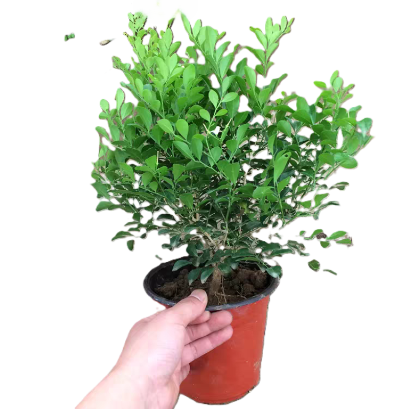 东方能展 绿植高清大图