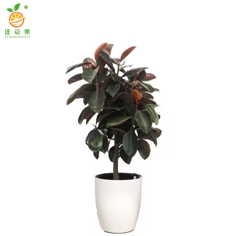 廷豪果 橡皮树盆栽 90cm高 /盆高清大图