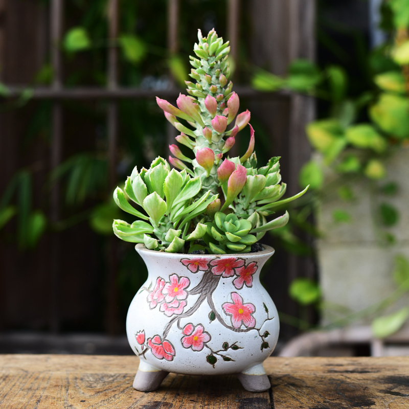 十款韩式花盆新宠榜推荐-苏宁头条