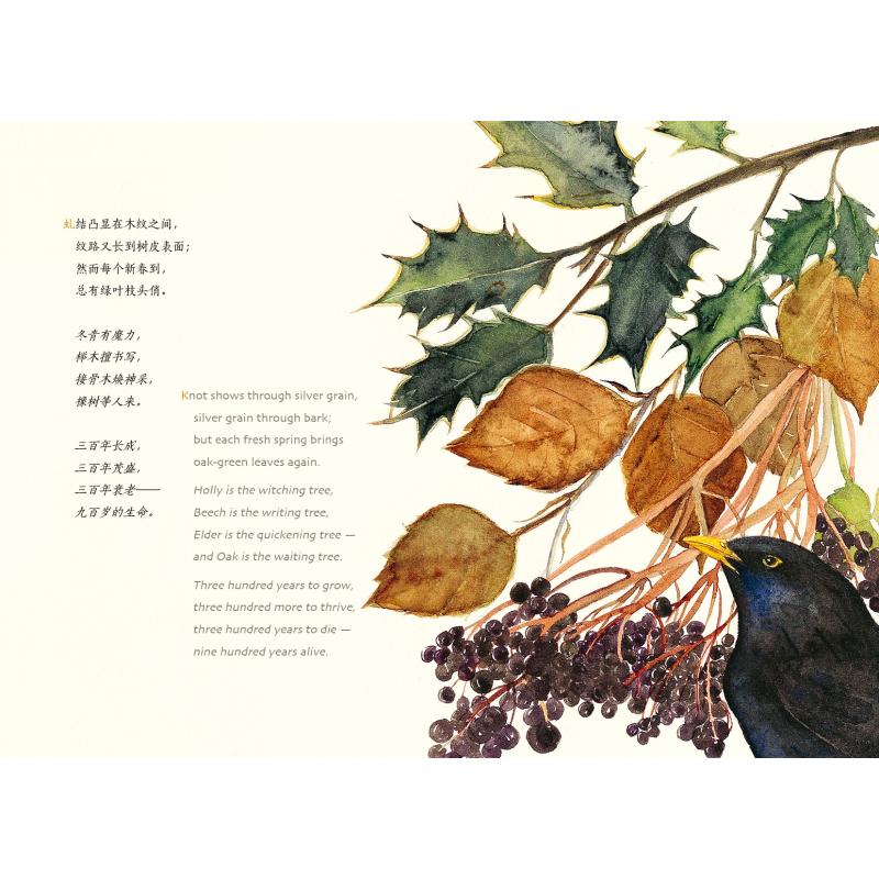 [醉染正版]失落的咒语 中英双语版 (英)罗伯特·麦克,(英)杰基·莫里斯 著 韩慕照 译 文学 中译出版社高清大图