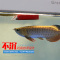鱼缸水族箱磁力刷玻璃除藻擦缸吸力强清洁工具带刮藻刀