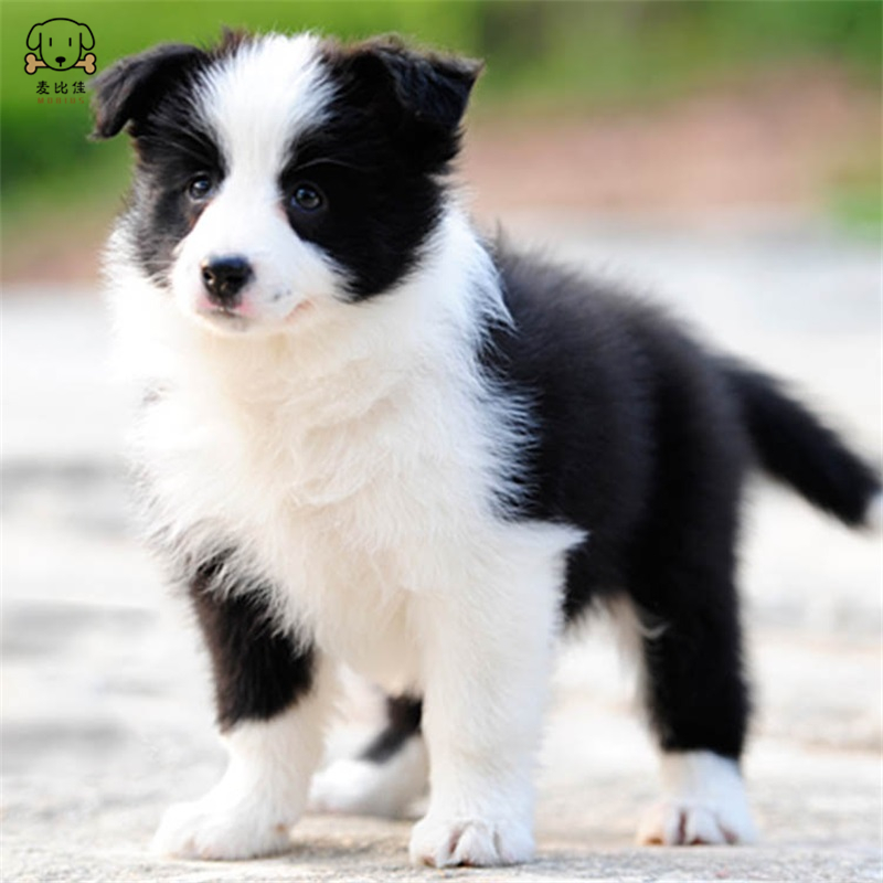 麦比佳 边境牧羊犬幼犬 边牧狗活体纯种血统级中大型边牧犬大骨架三通七白通脖通背牧羊犬高智商宠物狗公母可视频挑选高清大图
