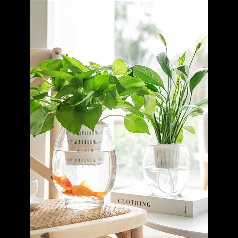 水培容器玻璃透明水培花瓶 玻璃花瓶水培植物花瓶 水养绿萝花盆特小10圆球 两个起拍 中等图片 高清实拍大图 苏宁易购