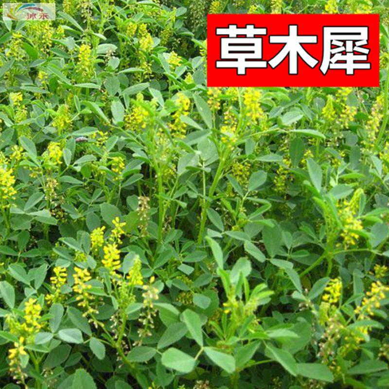 北园湖园艺用品草木樨种子草木犀蜜源植物花草牧草型绿肥耐寒耐贫瘠草籽 价格图片品牌报价 苏宁易购花中岛园艺专营店 北园湖园艺用品草木樨种子草木犀蜜源植物花草牧草型绿肥耐寒耐贫瘠草籽 价格图片品牌报价 苏宁易购花中岛园艺专营店
