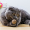(2件9折)猫咪零食薄荷叶木天蓼棒磨牙洁齿棒棒棒糖猫草去毛球手工种植猫草套装带种子