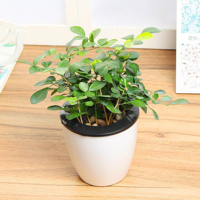 懒人盆种植苗绿植盆栽绿植园艺财树吸甲醛绿萝绿色植物栀子花卉