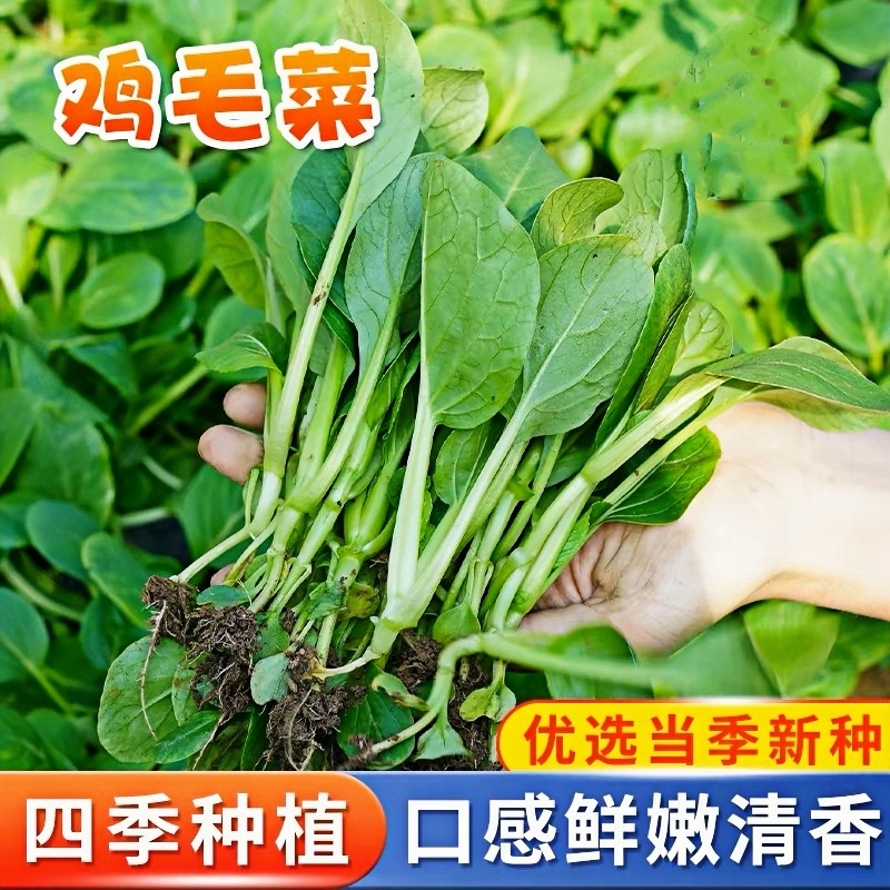 【补贴10%】豌豆种子甜豌豆尖种籽专吃豌豆苗四季播种龙须豌豆荷兰豆蔬菜种孑 鸡毛菜一包 均码