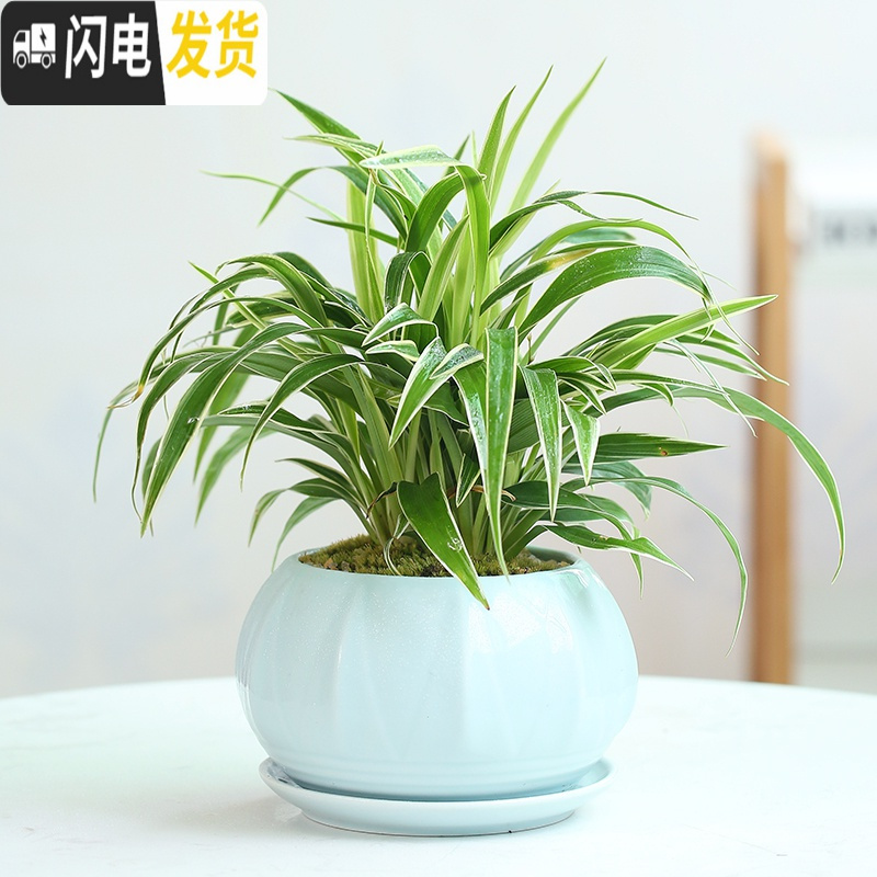 三维工匠青瓷多肉蝴蝶兰专用花盆带托盘大号陶瓷简约吊兰绿植兰花盆 粉青602+托盘864 大花盆容器高清大图