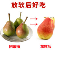希悦果品 山东茄梨 太婆梨 带箱4斤装 入口软糯香甜 好吃的精品梨