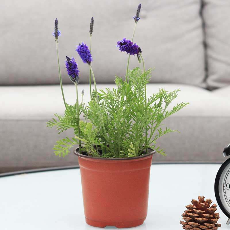 薰衣草盆栽苗羽叶植物四季绿植驱蚊带花有香味的花卉浓香视频