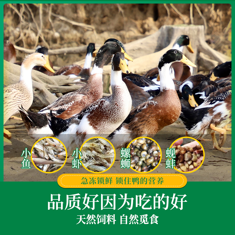 蛋鲜森巢湖正宗散养仔麻鸭2只4斤装 红烧专用新鲜宰杀急冻保鲜整鸭净膛高清大图