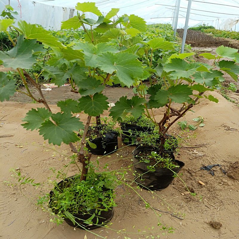 葡萄苗带土带叶新品种葡萄树苗盆栽庭院爬藤南北方种植当年结果