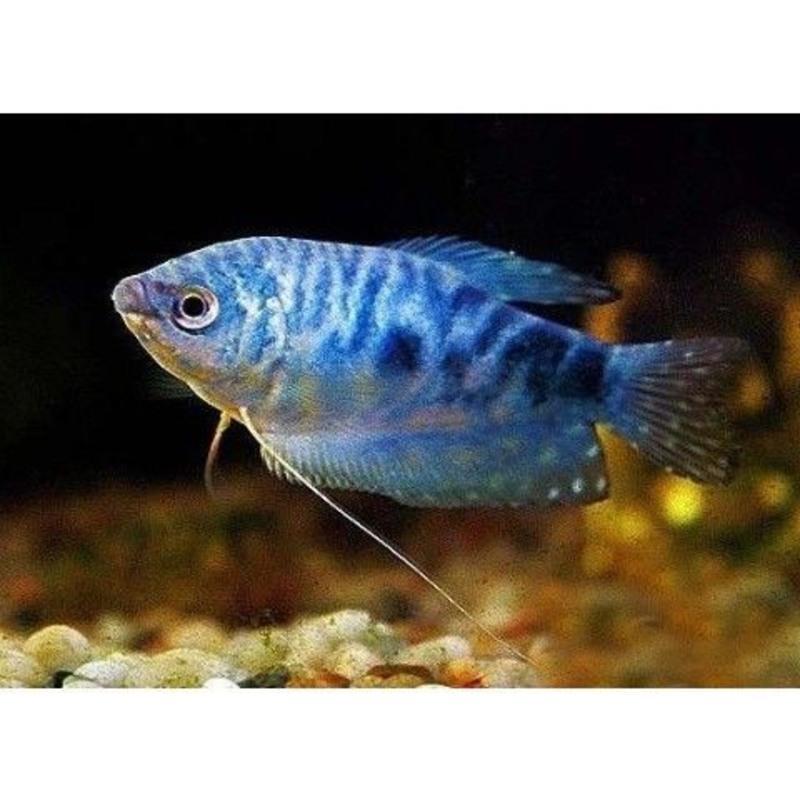 蓝曼龙黄曼龙五彩丽丽血丽丽珍珠马甲球曼龙球热带观赏活体蓝曼龙2送1