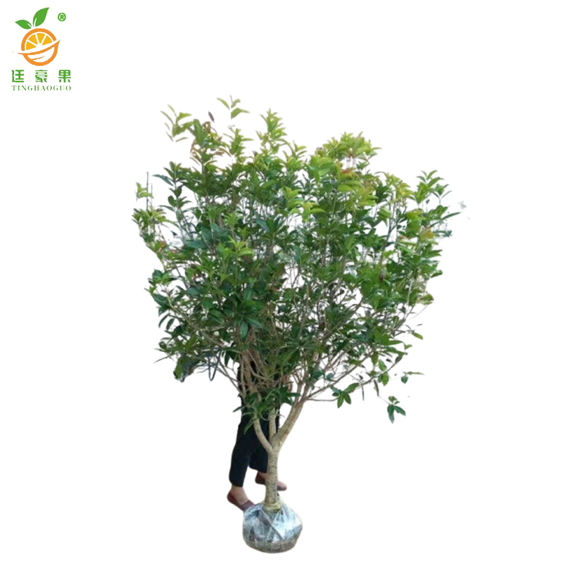 廷豪果 国槐 直径15cm /棵高清大图