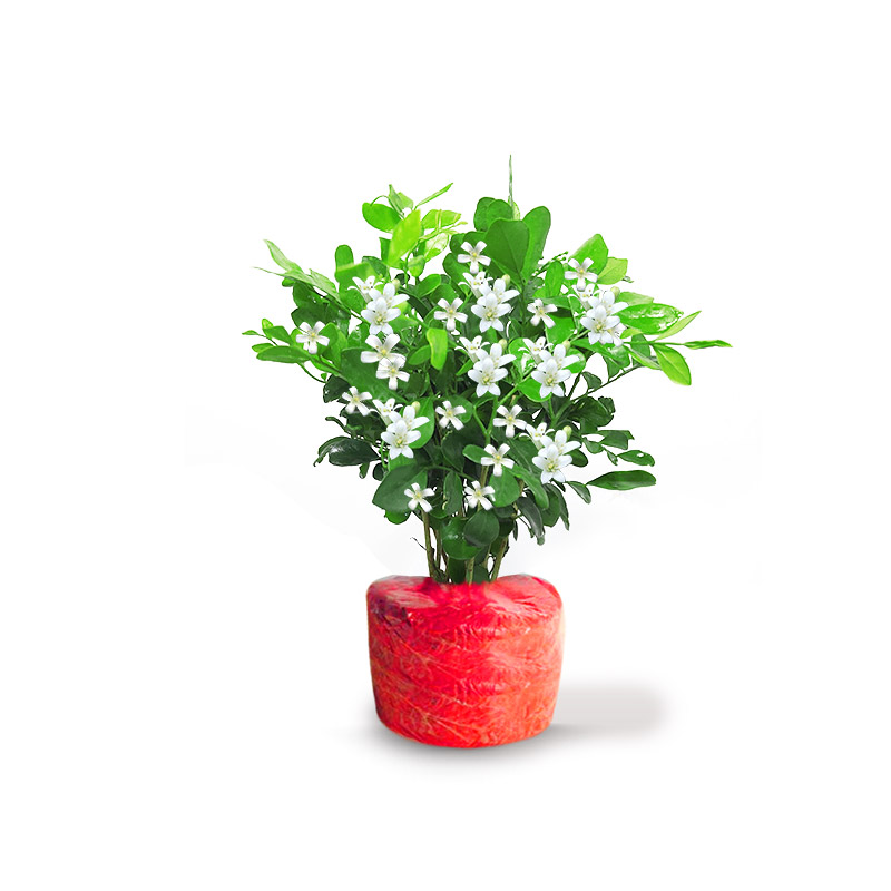 茉莉花苗盆栽带花苞九里香老桩驱蚊花卉植物室内浓香四季开花物内 含盆 当年开花精品九里香1盆原土无盆+肥料