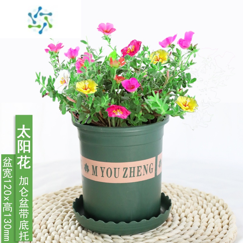 三维工匠太阳花盆栽彩色花卉混色太阳花苗大花阳台庭院易存活四季开花不断报价 参数 图片 视频 怎么样 问答 苏宁易购