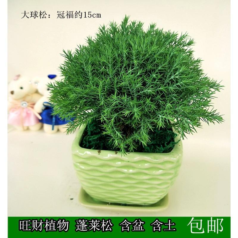 大蓬莱松球松刺柏绿植新奇盆栽办公室家居生肖驱蚊花卉盆景旺来松