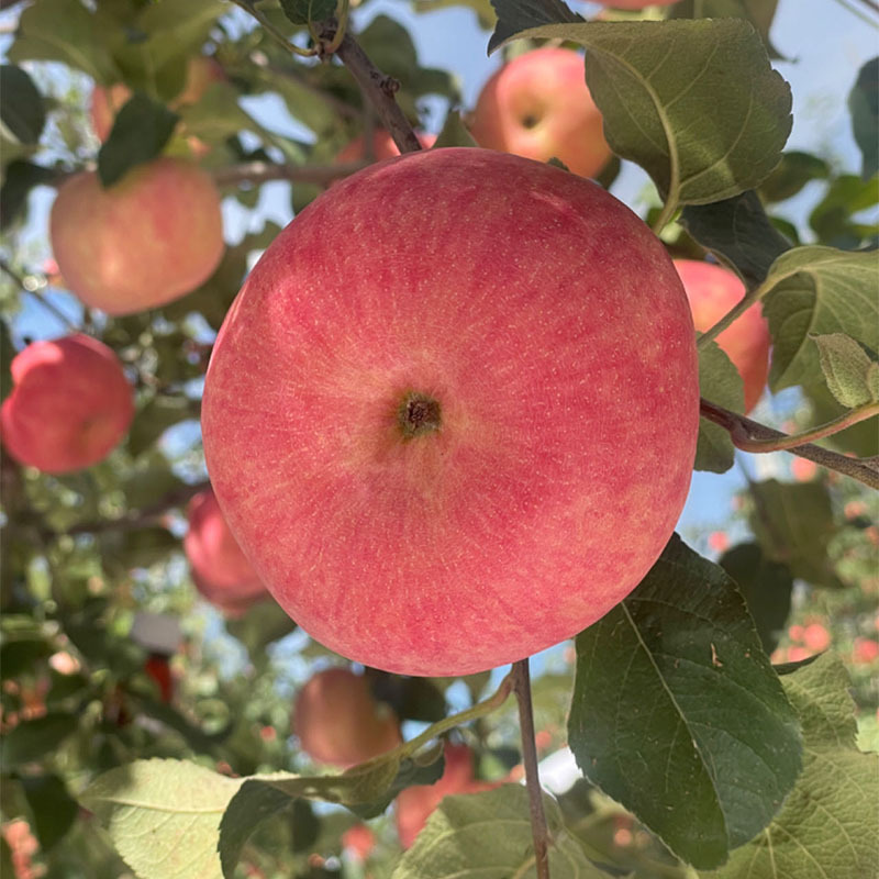 陕西延安洛川新品种秦脆苹果水果 25枚70mm小果 新鲜脆甜水果高清大图