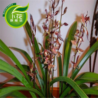 兰花大王兰花苗建兰杂交兰墨兰春兰蕙兰带花苞绿植盆栽小神童
