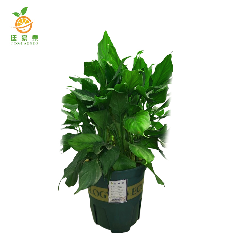 廷豪果 琴叶榕 60cm /盆高清大图