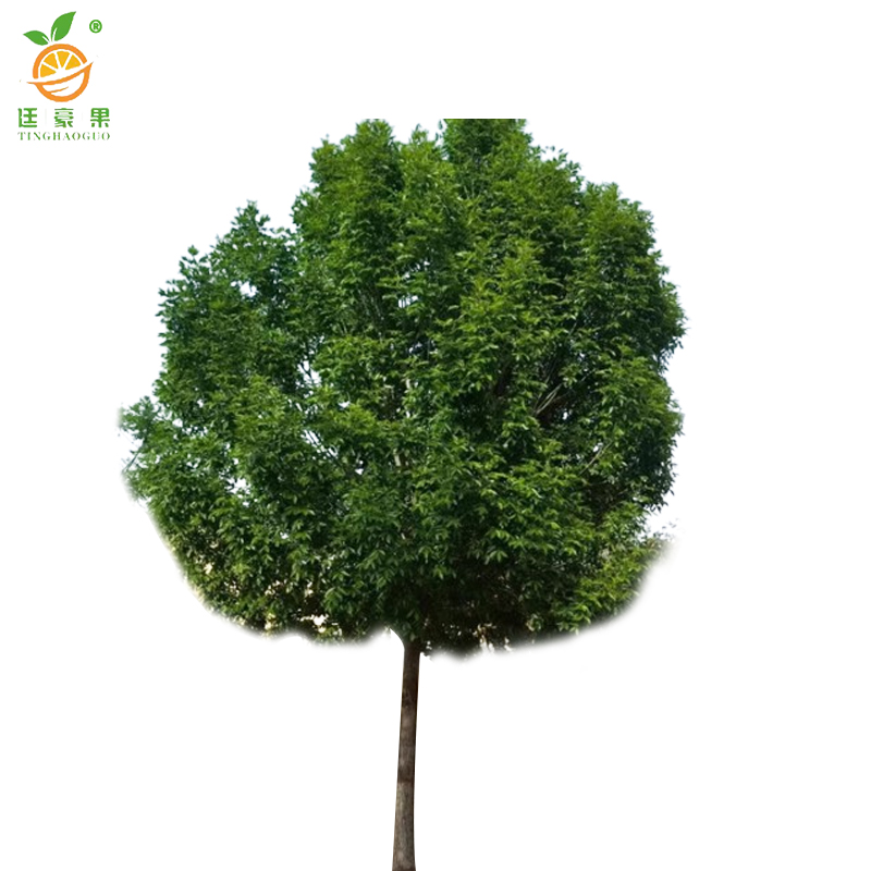 廷豪果 白腊树 5公分 /棵高清大图