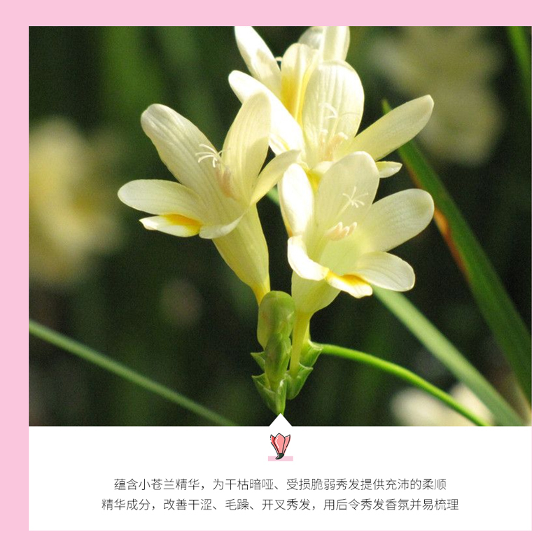泊泉雅浪漫香氛洗发露300ml 保湿柔顺滋润洗发露改善毛躁护发乳