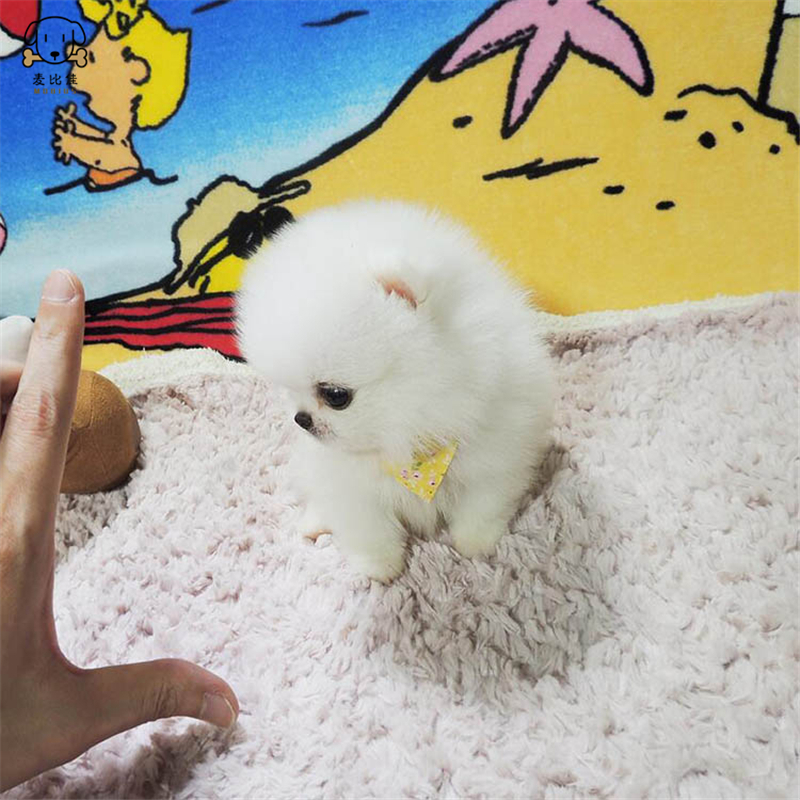 麦比佳狗狗活体 纯种博美犬幼犬 活体宠物狗狗哈多利系球体博美狗 玩具型博美犬茶杯犬长不大博美日系俊介犬高清大图
