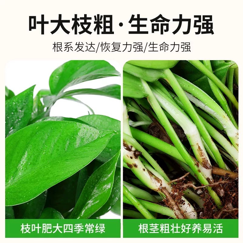 诚智旺 绿萝 含盆/盆