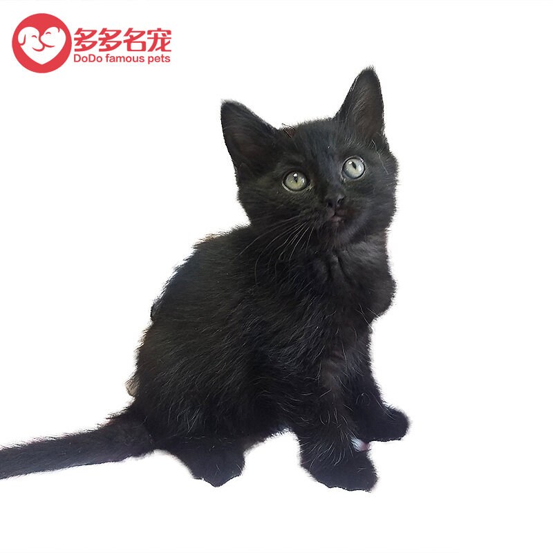 多多名宠猫咪孟买猫幼崽幼猫纯种小黑猫豹宠物猫幼崽猫咪黑色 价格图片品牌报价 苏宁易购多多名宠旗舰店