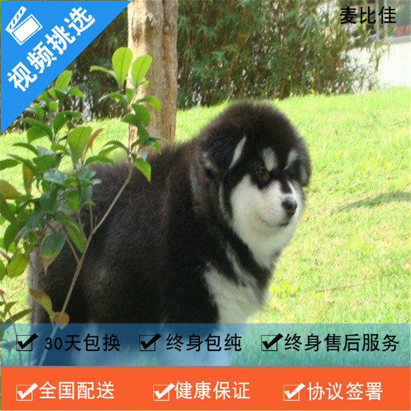 麦比佳 纯种巨型阿拉斯加幼犬活体宠物 熊版十字脸阿拉斯加雪橇犬 双血统烟灰色桃脸阿拉斯加幼崽 巨大型雪橇犬阿拉斯加犬高清大图