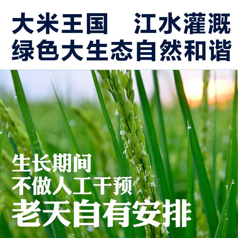 WQSC今食缘 精选优质大米 东北长粒香大米【绿色食品】5KG