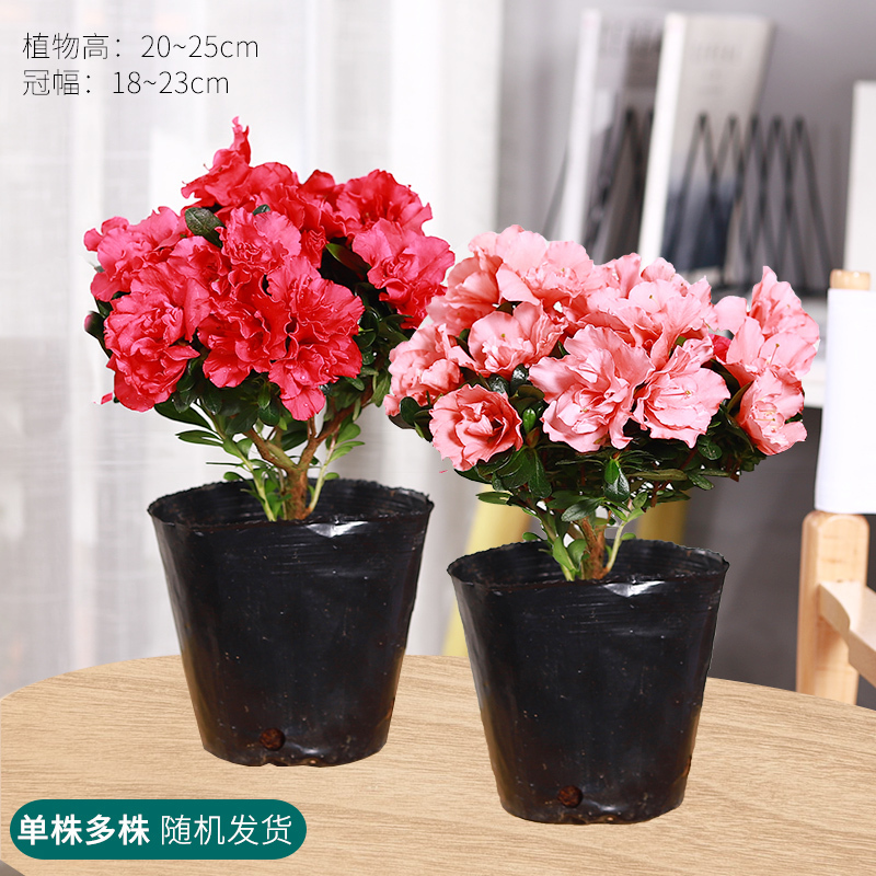 杜鹃花盆栽四季开花室外大阳台花卉盆栽易活植物好养的花报价 参数 图片 视频 怎么样 问答 苏宁易购