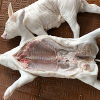 整只乳猪 新鲜土猪 新鲜乳猪 脆皮烤乳猪 烧腊乳猪 一只约4.5-5KG