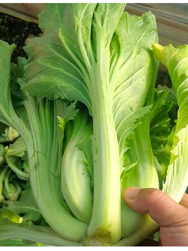 四季大叶水东芥菜种子南方广东芥菜种籽包心甜菜种籽蔬菜孑大全秋