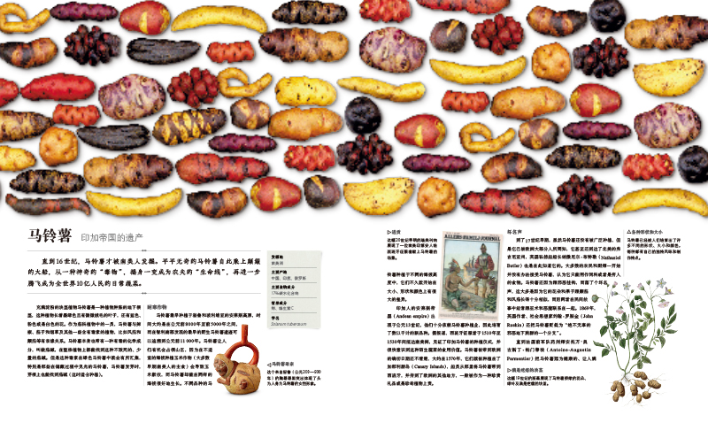 [醉染正版]DK食物的故事 美味食材的溯源之旅 图解美食的秘密 10大类 119种餐桌美食完全解读 菜谱和美食历史 食物高清大图