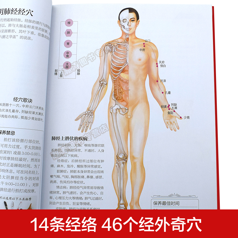 [正版]完整版人体经络穴位图解书籍图册 中医经络图解养生书籍 中医经络穴位按摩大全书籍使用手册 十二经络书 艾灸刮痧穴高清大图