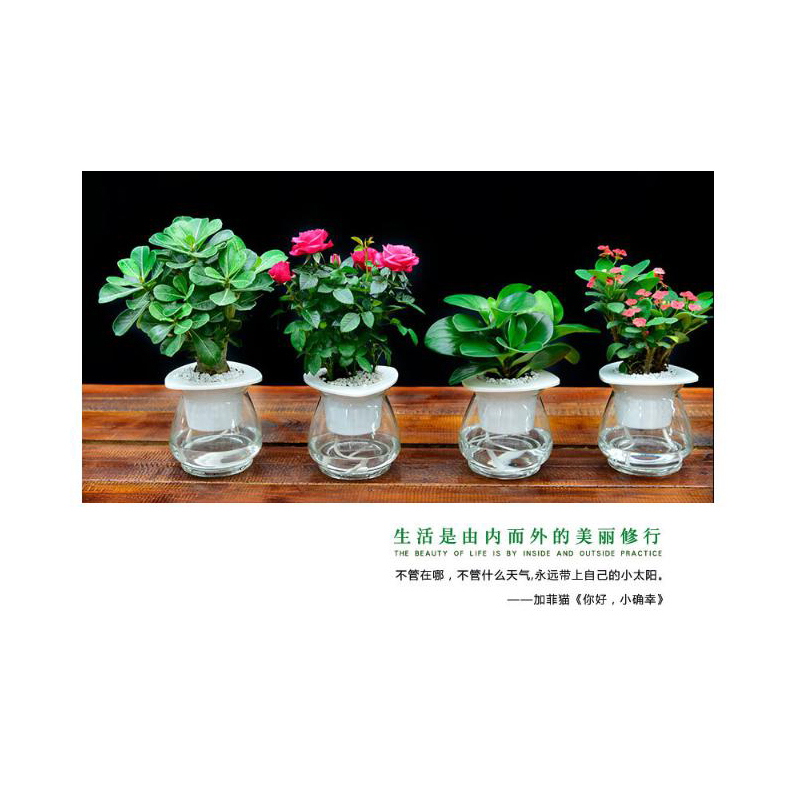 室内办公室内绿植盆栽花卉孔雀山竹水培带盆植物