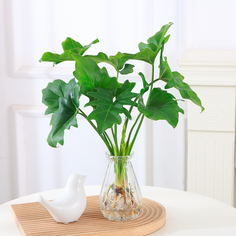 [补贴10%]水培植物春羽盆栽蔓绿绒室内龟背竹春雨绿植常青绿萝好养办公桌面高清大图